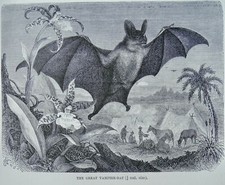 c1893 Antique Bat Print GREAT VAMPIRE BAT Royal Natural History by Lydekker