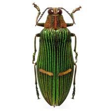 Catoxantha opulenta green buprestid beetle Malaysia unmounted packaged