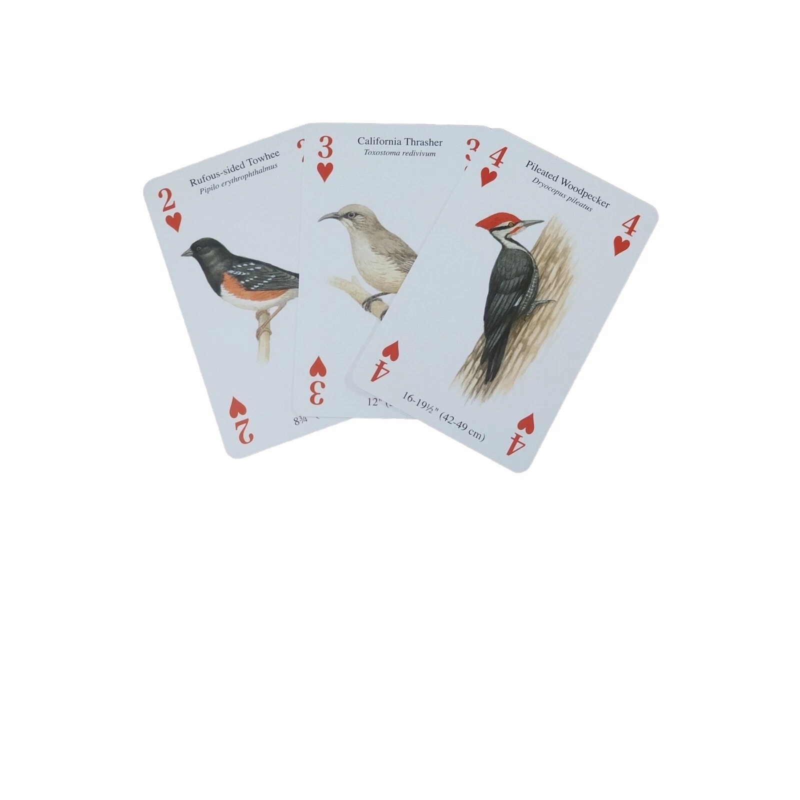 Animals & Birds Collage Supplies for Artists