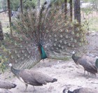 4 Indian Blue Peacock Hatching Eggs *769* Ready Now — photo 3