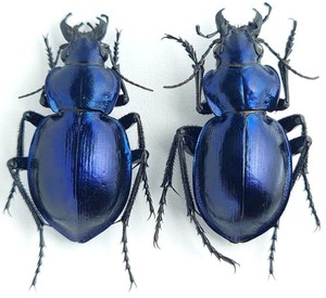 Coleoptera Carabidae Calosoma (Callisthenes) kuschakewitschi Kazakhstan #1