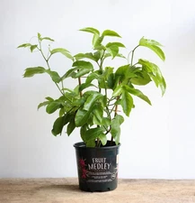 Passion Fruit Vine–Live Edible Plant | Fast-Growing, Tropical, High-Yield 