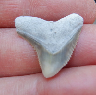 Rare AURORA NC Fossil CARCHARHINUS DUSKY Shark Tooth LEE CREEK megalodon bull 06
