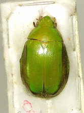 Chrysina for collectors | Gold Beetles, Jewel Scarabs