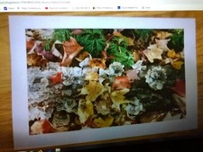 ORIGINAL Photograph by ALLEN G.CASTNER matted Made in USA