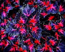 25 Coleus Black Dragon Lulu Seeds   Rare Dark Foliage   Ornamental Flower Plant