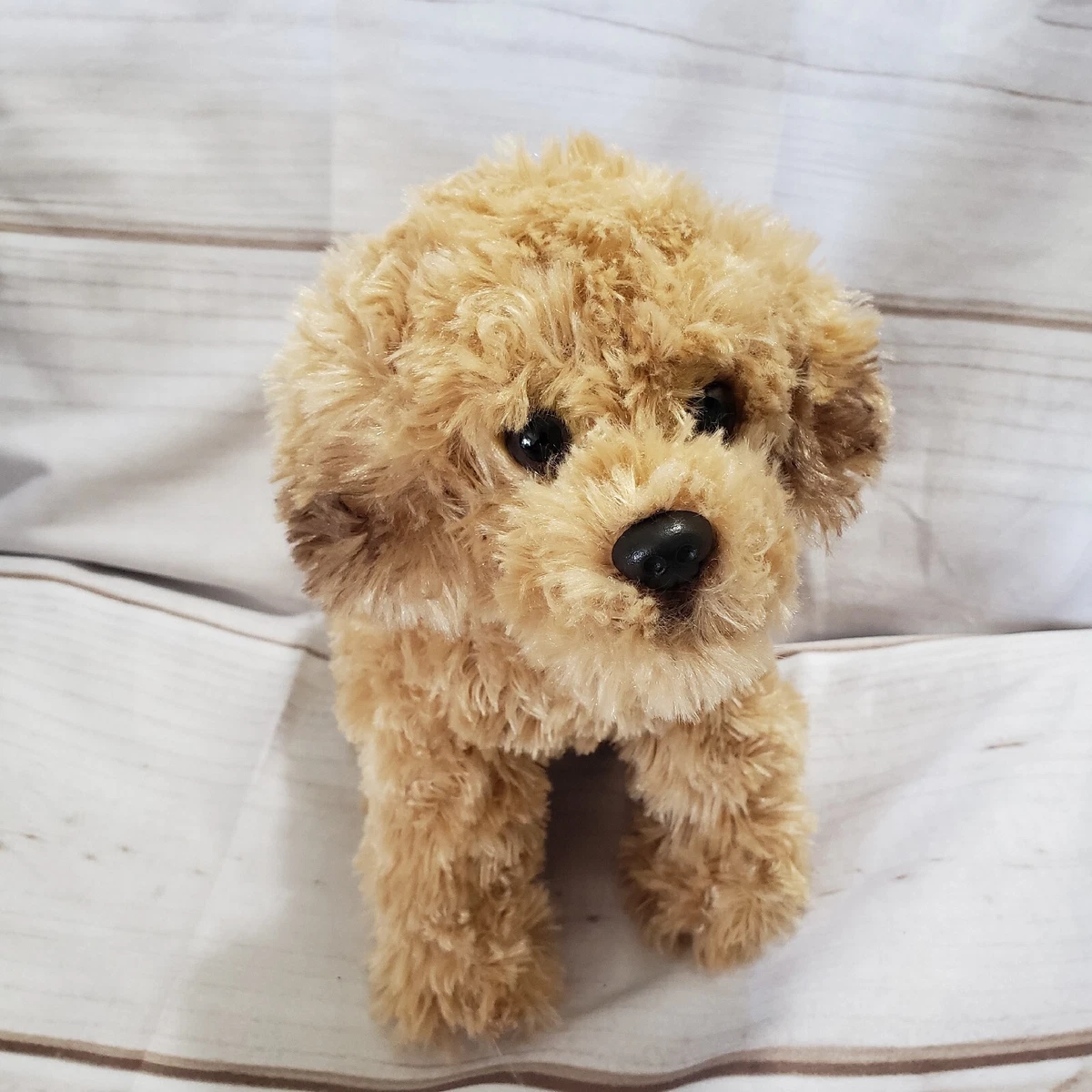 Toy Labradoodle Black
