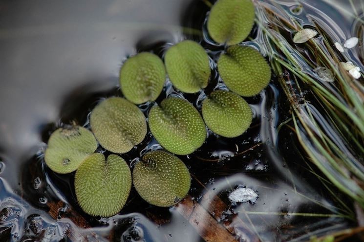 Salvinia Minima, pianta per acquario o laghetto foto 4