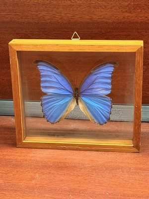 Vintage Blue Morpho Butterfly Framed Double Glass Insect Bug Wings Irridescent
