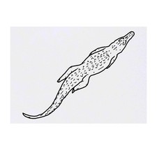 'Swimming Crocodile' Temporary Tattoos / Transfers TO00032814 