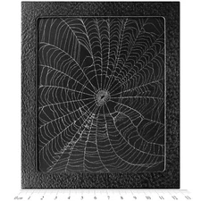 Orb weaver spider web framed preserved USA W3