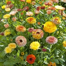 Calendula - Playtime Mixed - Kings Seeds Pictorial Pack -