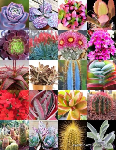 MÉLANGE SUCCULENT COULEUR plante rare cactus exotique fleur succulentes graines 30 graines - Photo 1/1