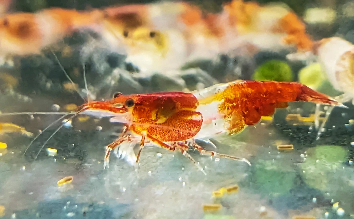 Live shrimp aquarium 2025