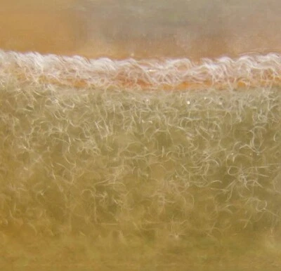 SD CULTURES Vinegar Eel Very Dense starter Easy Live Food For fry. Easy Storage Container.