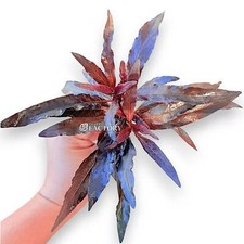 Hygrophila Salicifolia Purple | Aquarium Plants Factory®