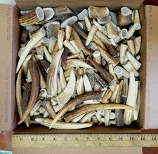 30 LB BOX with 450 ELK TIPS plus SLICES. ELK ANTLER PIECES.