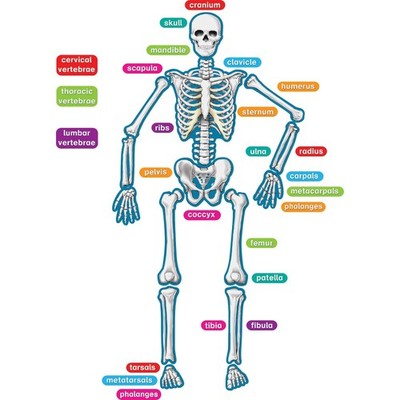 Teacher Created Resources Human Skeleton 33'' x 10'' x 9.1'', Multicolor 