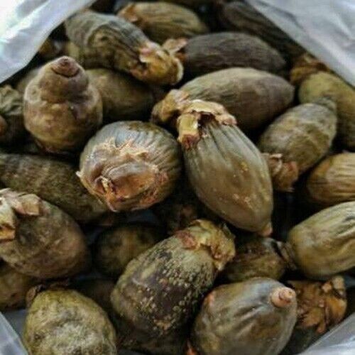 Dried Areca Nut - Betel Nut- Karunka- Pure Ceylon 100% High Quality Whole Nuts - Picture 6 of 10