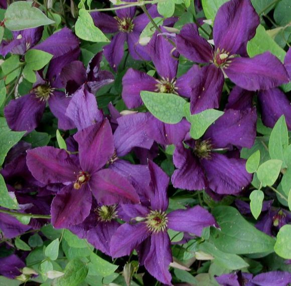 CLEMATIS POLISH SPIRIT PURPLE, HARDY PERENNIAL CLIMBER PLANT 9 CM POT