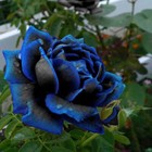 Midnight Supreme Blue Black Rose Seeds Home Garden Flower Plant Seed FREE POST