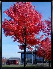 11x14 Picture Frame Black Poster Frame 14x11 Picture Frame Black Wall Mounting