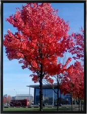 11x14 Picture Frame Black Poster Frame 14x11 Picture Frame Black Wall Mounting