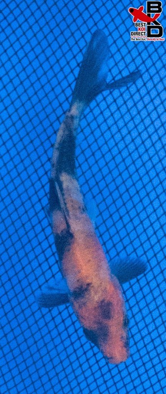 4" SHOWA Live Koi Fish Garden Pond BKD 6/2