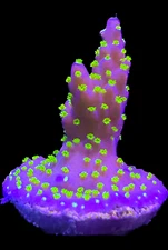 Live Coral Acro Garf Bonsai 3/4"+