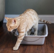 Petmate Durable Open Top Entry Easy to Clean Cat Litter Pan, SET OF 10, NEW