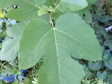 Organic Dry Fig Fruit Tree Leaves 3 ounces for Tea or cooking