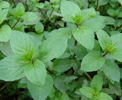 Herb plants, garden ready, 9cm pots lots of choice - Picture 204 of 298
