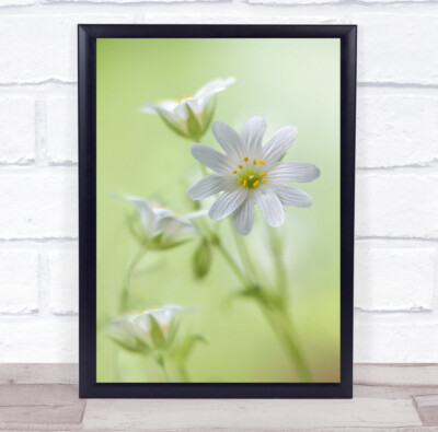 Stichkraut weiß Cambsuk grüne Blume Zärtlichkeit Bokeh Frühling Wandkunstdruck