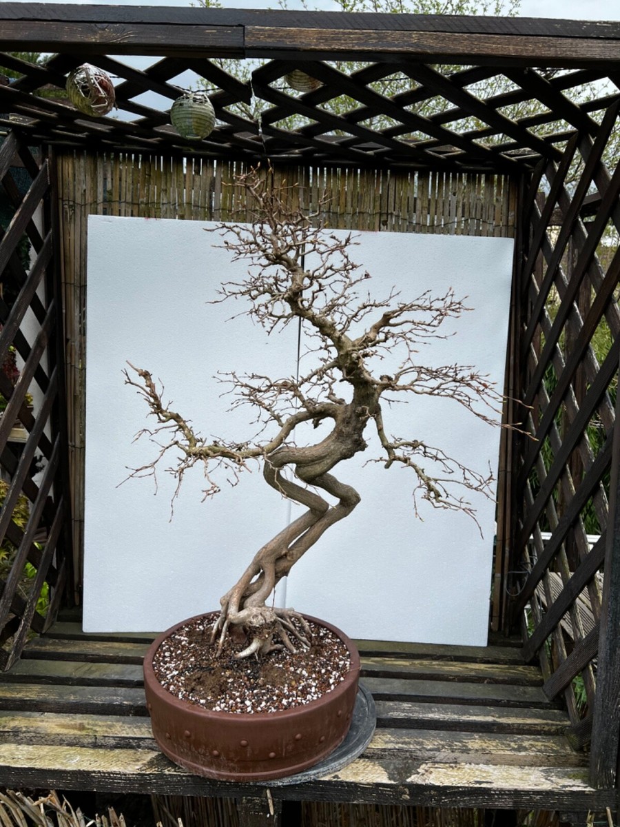 Bonsai Carpinus coreana / Koreanische Hainbuche Nr. 4204 tolle  Herbstfrbung | eBay.de