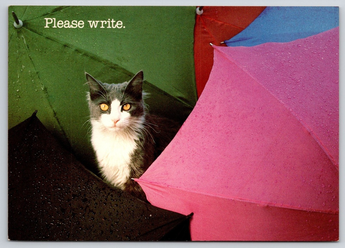 Please Write I Can Use Your Sunshine Black White Cat
