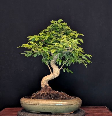 BONSAI CHINESISCHER LIGUSTER LIGUSTRUM SINENSIS  PFLEGELEICHT INDOOR