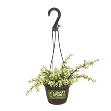 SMART PLANET 6 in. Portulacaria Afra Variegata Hanging Basket 0883261 Easy Care.