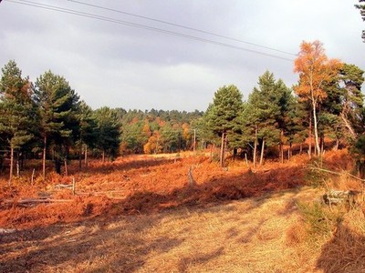Foto 12x8 Old Lodge Nature Reserve, Ashdown Forest Jumper's Town This res c2002
