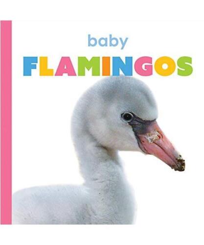 Baby Flamingos, Kate Riggs - Bild 1 von 1