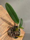 C. Enid `Blue Lu' Classic Coerulea Cattleya Orchid Plant — photo 7