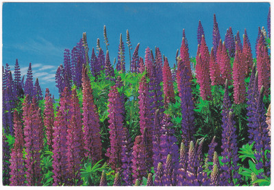 Lupin Flowers Postcard Atlantic Canada