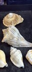 Assorted Shell Lot — photo 5