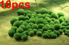 10pcs  1cm Marimo Moss Ball Cladophora Live Aquarium Plant Fish Aquarium Decor