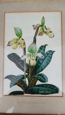 barbara everard signed painting orchid 
