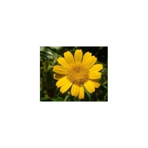 Corn Marigold Wild Flower Seed Native Meadow Bee Insect Friendly Garden Annual - Picture 3 of 5