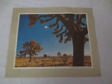 Vtg Standard Oil Co Scenic print/info Joshua Tree National Monument California