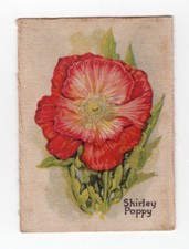 Australian Silk Popular Flowers 1913 #43 Shirley Poppy