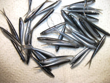 200-1 1/2"-MICRO-CRAPPIE-PANFISH-SHAD MINNOW-GRUB-JIG-split tail-fluke-scent-lot