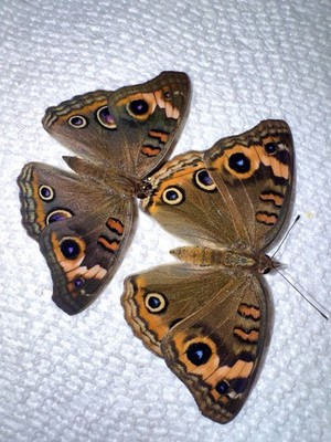 FARM RAISED Precis genoveva MANGROVE BUCKEYE BUTTERFLY PAIR M/F - FL WINTER FORM