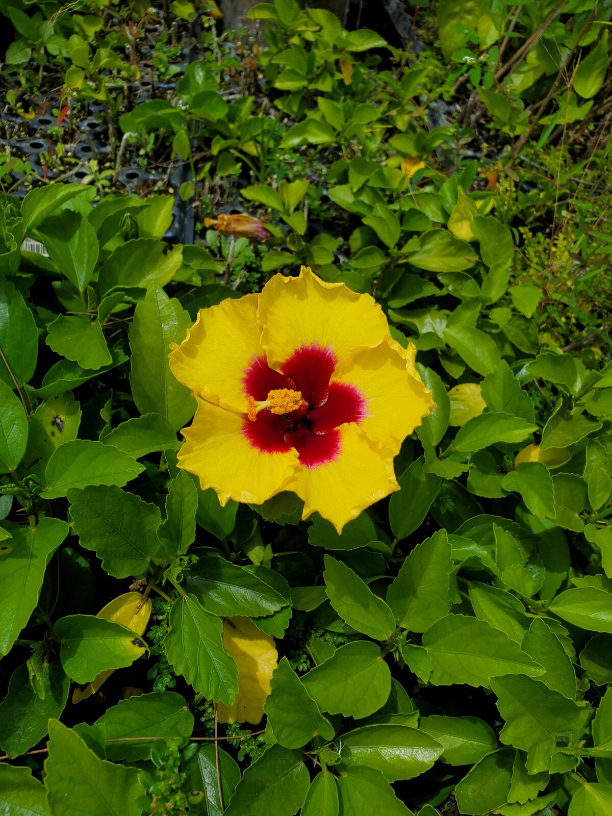 EXOTIC YELLOW HIBISCUS WELL ROOTED LIVE PLANT 3 TO 5 INCHES TALL